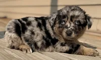 Mango , a female Australian Shepherd for sale in Bushnell, IL – 4 of 7