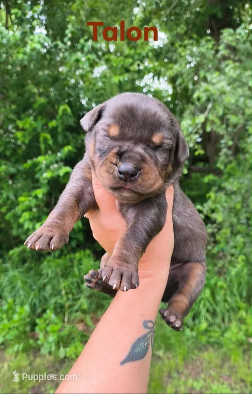 Talon – Catahoula Leopard Dog puppy for sale in Bushnell, IL