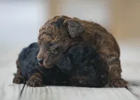 Cleo, a female Poodle - Toy  for sale in Bushnell, IL – Photo 3 of 5