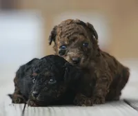 Cleo, a female Poodle - Toy  for sale in Bushnell, IL – Photo 2 of 5