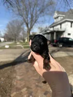 Cleo, a female Poodle - Toy  for sale in Bushnell, IL – Photo 5 of 5