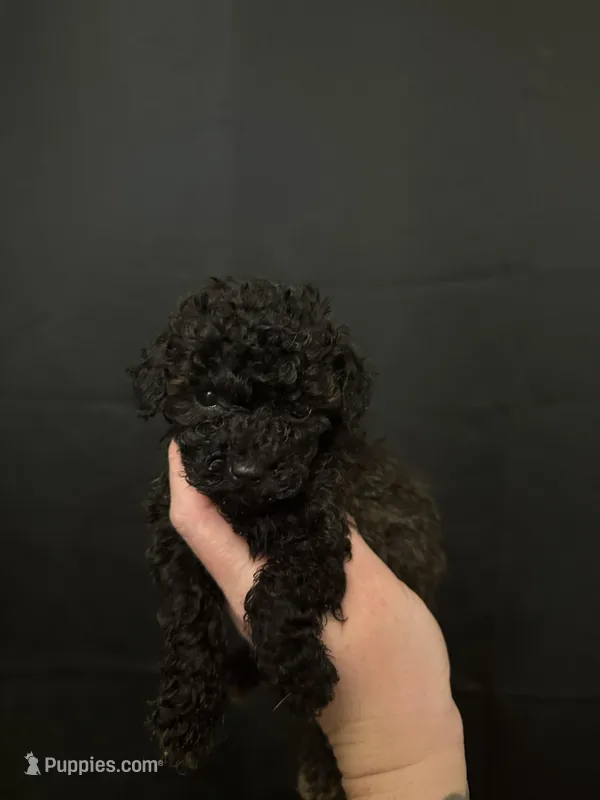 Gucci – Poodle - Toy  puppy for sale in Macomb, IL