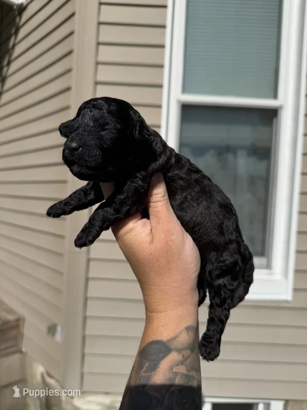 Snap – Poodle - Toy  puppy for sale in Bushnell, IL