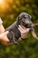 Talon, a male Catahoula Leopard Dog for sale in Bushnell, IL – 5 of 7