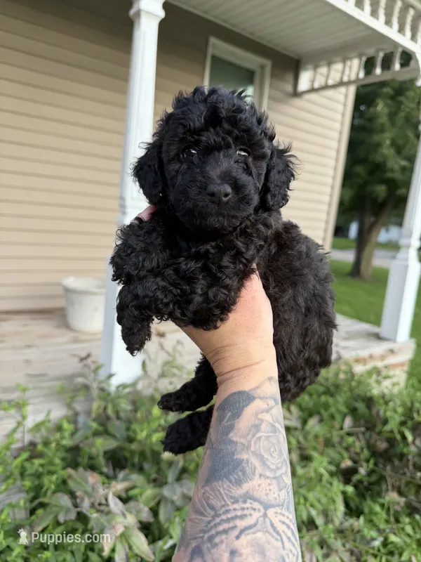 Snap – Poodle - Toy  puppy for sale in Bushnell, IL
