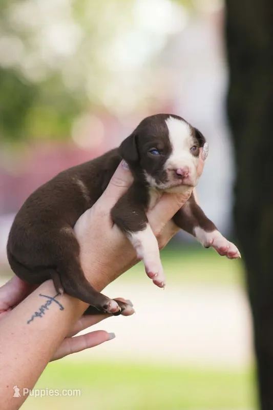 Clayton – Catahoula Leopard Dog puppy for sale in Bushnell, IL