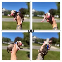 Kala, a female Catahoula Leopard Dog for sale in Bushnell, IL – 2 of 5