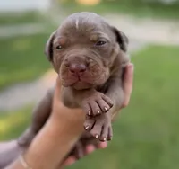 Coyote, a male Catahoula Leopard Dog for sale in Bushnell, IL – 4 of 5