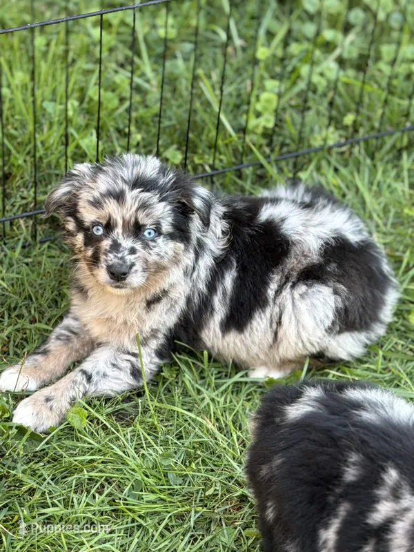Peach – Australian Shepherd puppy for sale in Bushnell, IL