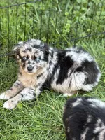 Peach, a female Australian Shepherd for sale in Bushnell, IL – 1 of 1