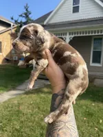 Kerchak, a male Catahoula Leopard Dog for sale in Bushnell, IL – 4 of 8