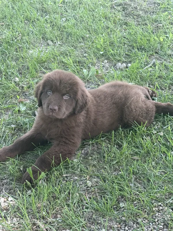 Kenai – Newfoundland puppy for sale in Bushnell, IL