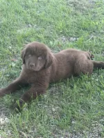 Kenai, a female Newfoundland for sale in Bushnell, IL – 1 of 3