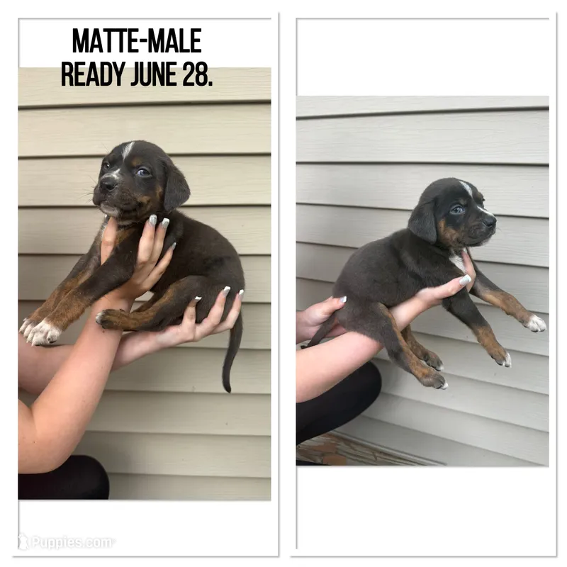 Matte – Catahoula Leopard Dog puppy for sale in Bushnell, IL