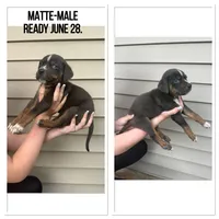 Matte, a male Catahoula Leopard Dog for sale in Bushnell, IL – 1 of 3