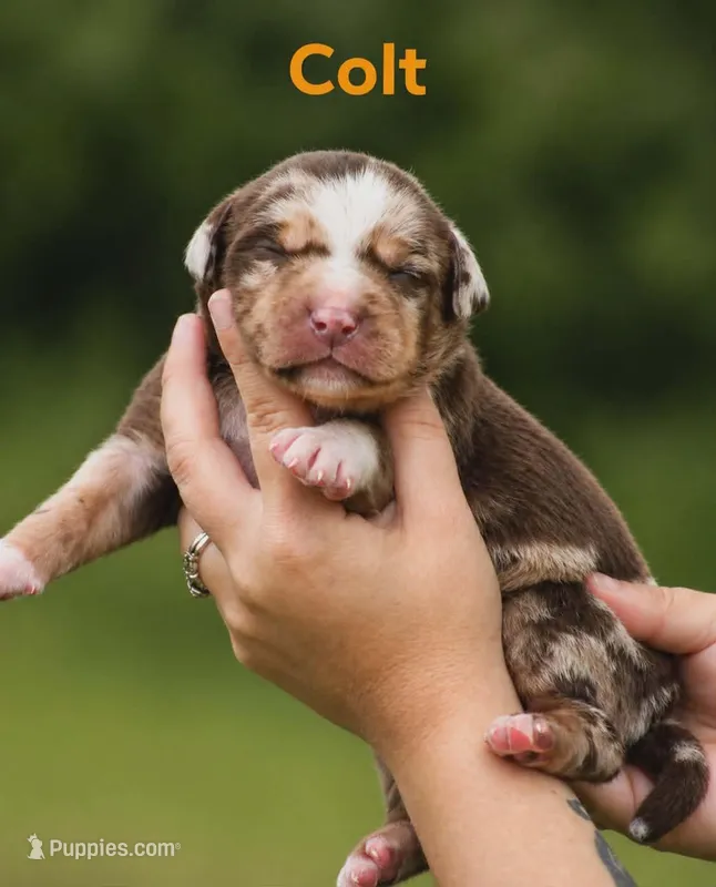 Colt – Catahoula Leopard Dog puppy for sale in Bushnell, IL