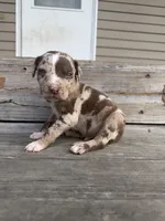 Kerchak, a male Catahoula Leopard Dog for sale in Bushnell, IL – 5 of 8