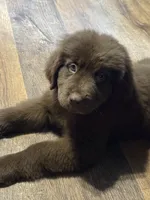 Kenai, a female Newfoundland for sale in Bushnell, IL – 2 of 3