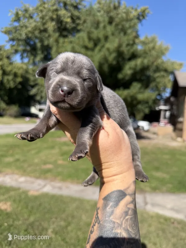 Jack – Catahoula Leopard Dog puppy for sale in Bushnell, IL