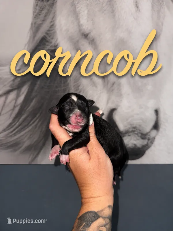 Corncob – Australian Shepherd puppy for sale in Bushnell, IL