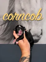 Corncob, a male Australian Shepherd for sale in Bushnell, IL – 1 of 1