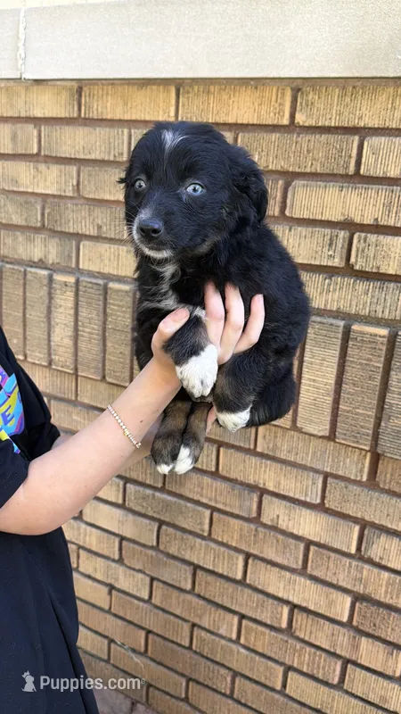 Corncob – Australian Shepherd puppy for sale in Bushnell, IL
