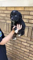 Corncob, a male Australian Shepherd for sale in Bushnell, IL – 1 of 4