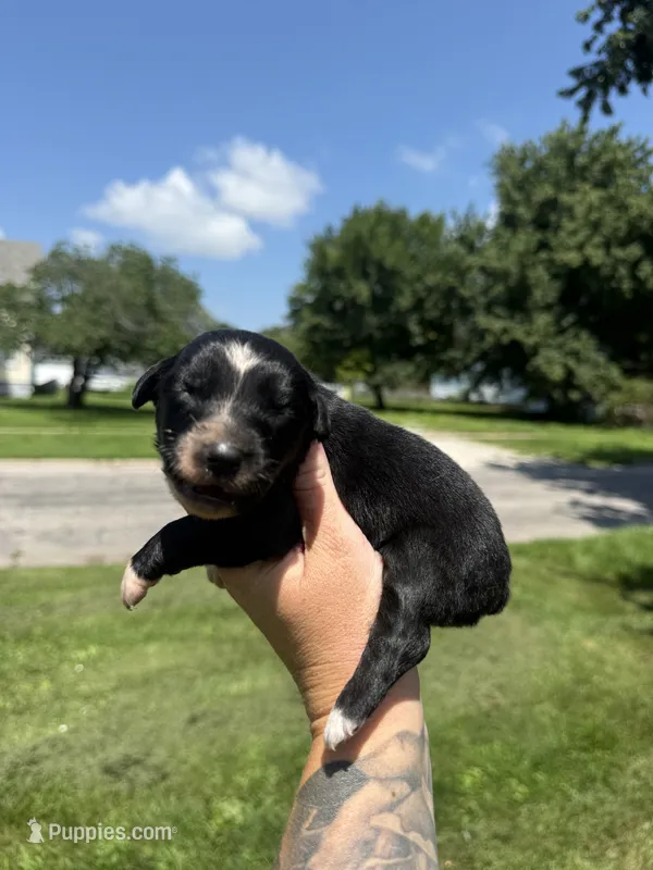 Corncob – Australian Shepherd puppy for sale in Bushnell, IL