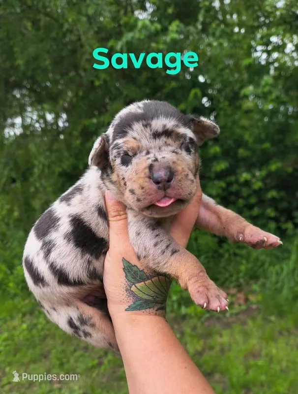 Savage – Catahoula Leopard Dog puppy for sale in Bushnell, IL