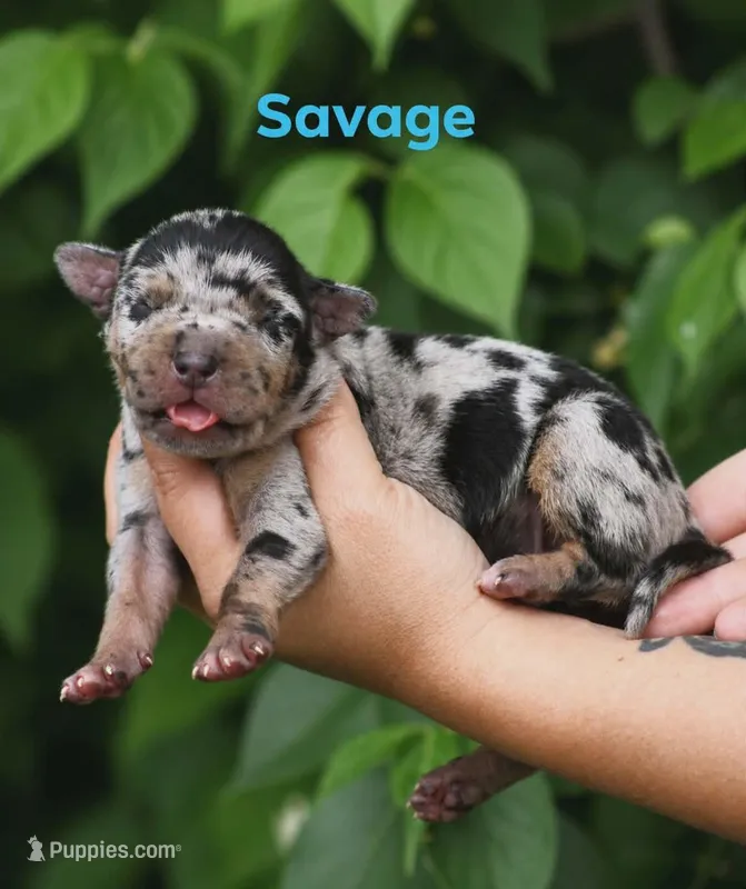 Savage – Catahoula Leopard Dog puppy for sale in Bushnell, IL