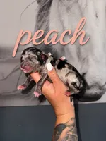 Peach, a female Australian Shepherd for sale in Bushnell, IL – 1 of 1