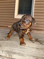 Cake, a male Catahoula Leopard Dog for sale in Macomb, IL – Photo 2 of 3