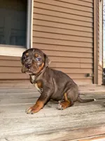 Cake, a male Catahoula Leopard Dog for sale in Macomb, IL – Photo 3 of 3