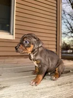 Cake, a male Catahoula Leopard Dog for sale in Macomb, IL – Photo 1 of 3