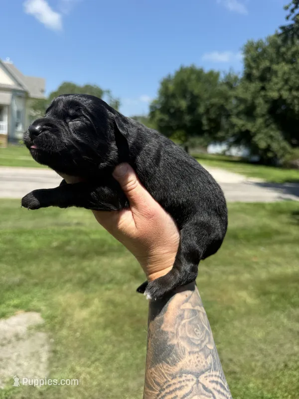 Berry – Australian Shepherd puppy for sale in Bushnell, IL