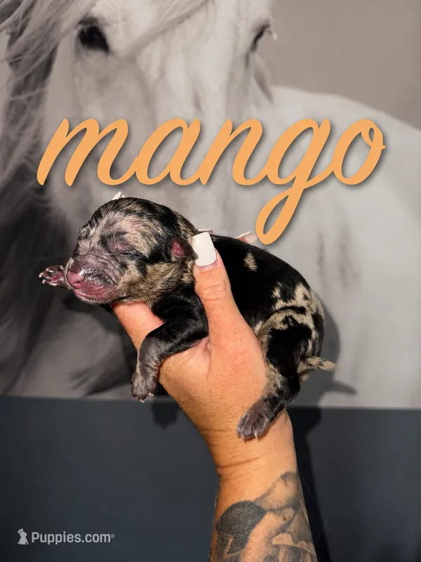 Mango – Australian Shepherd puppy for sale in Bushnell, IL
