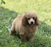 Milo, a male Poodle - Miniature  for sale in Bushnell, IL – 1 of 1