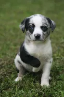 Ziva, a female Catahoula Leopard Dog for sale in Bushnell, IL – 2 of 3
