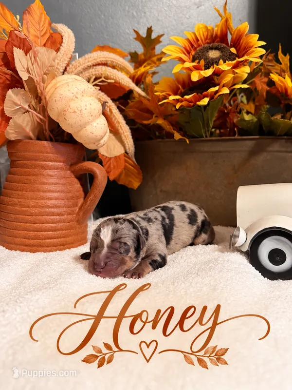 Honey – Catahoula Leopard Dog puppy for sale in Bushnell, IL