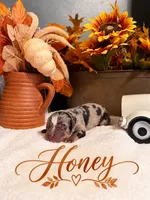 Honey, a female Catahoula Leopard Dog for sale in Bushnell, IL – 1 of 1