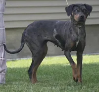 Kiyah, a female Catahoula Leopard Dog for sale in Bushnell, IL – 2 of 3