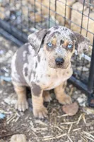 Havoc, a male Catahoula Leopard Dog for sale in Macomb, IL – Photo 3 of 3