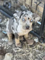 Havoc, a male Catahoula Leopard Dog for sale in Macomb, IL – Photo 2 of 3