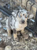 Havoc, a male Catahoula Leopard Dog for sale in Macomb, IL – Photo 1 of 3