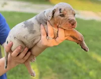 Cobra, a female Catahoula Leopard Dog for sale in Bushnell, IL – 3 of 5
