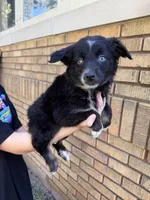 Corncob, a male Australian Shepherd for sale in Bushnell, IL – 2 of 4