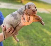 Cobra, a female Catahoula Leopard Dog for sale in Bushnell, IL – 2 of 5