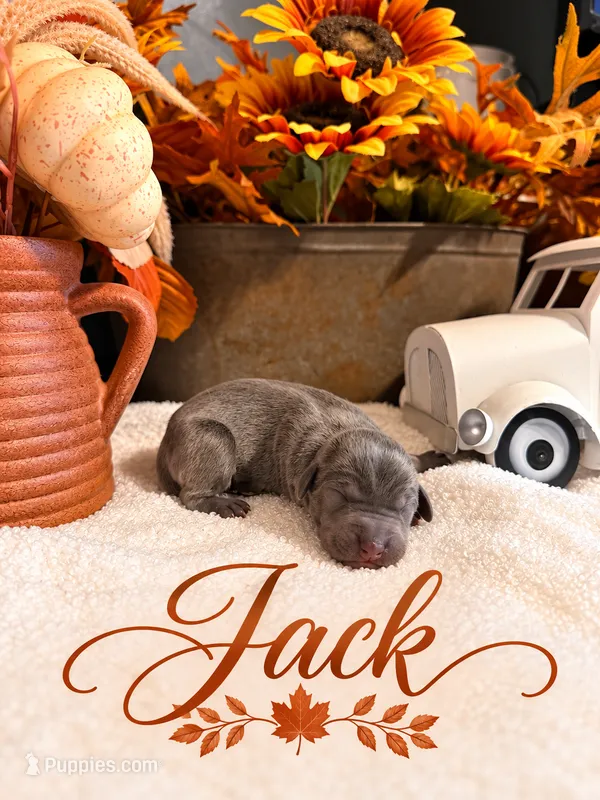 Jack – Catahoula Leopard Dog puppy for sale in Bushnell, IL