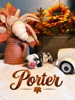 Porter, a male Catahoula Leopard Dog for sale in Bushnell, IL – 1 of 2