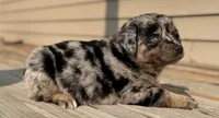Mango , a female Australian Shepherd for sale in Bushnell, IL – 6 of 7